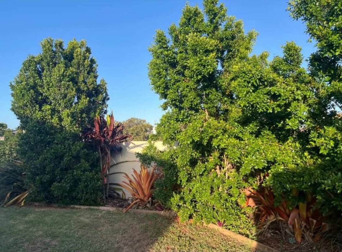 A wide mown lawn in even stripes with palms along the back fence