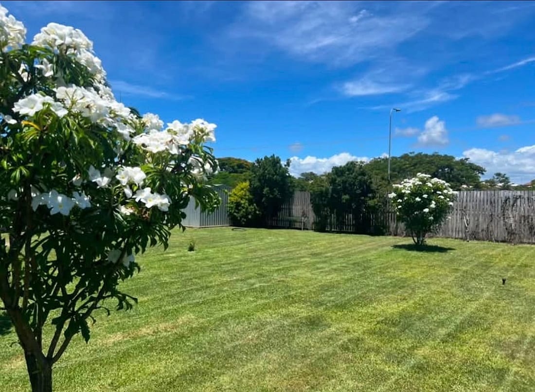 A wide back lawn mown in stripes with a white flowering frangipani in the foreground