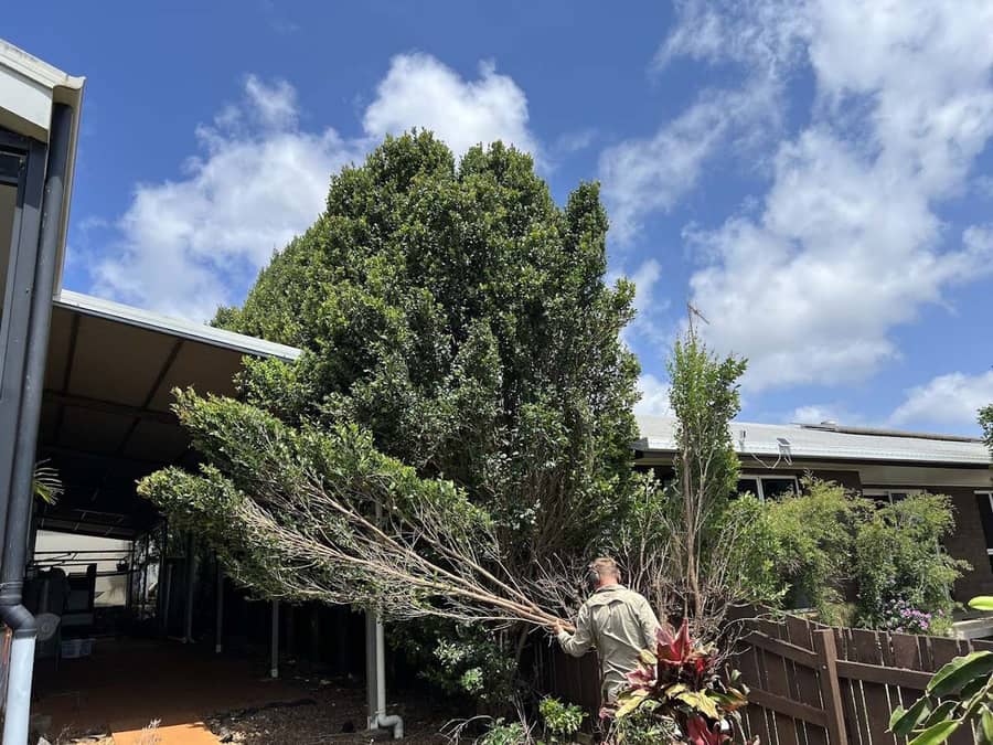 Cut branches carried across a yard toward a fence line