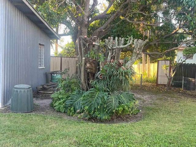 A side yard of tropical planting beside a shed