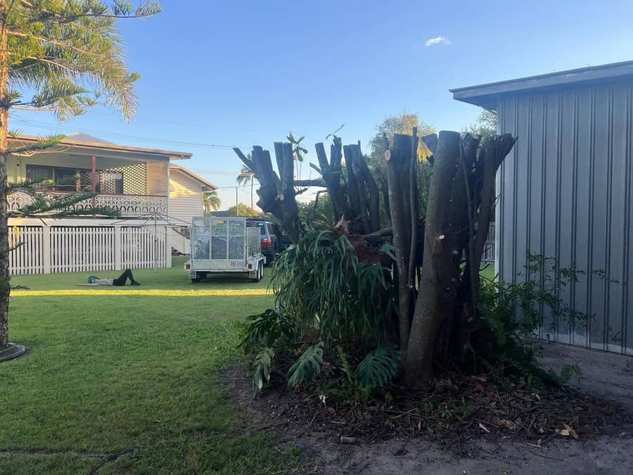 Palm trunks cut back beside a fence line